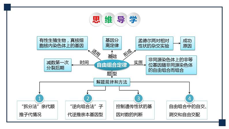 第14讲 孟德尔的豌豆杂交实验(二)——基因的自由组合定律 课件第5页