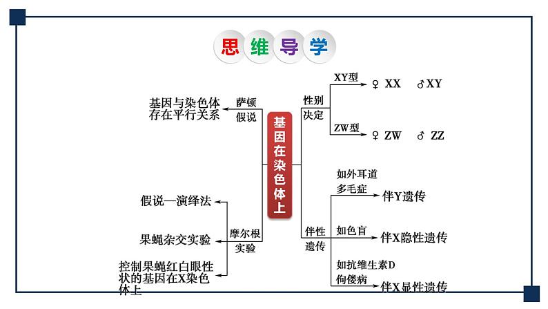 第15讲 基因在染色体上和伴性遗传 课件05