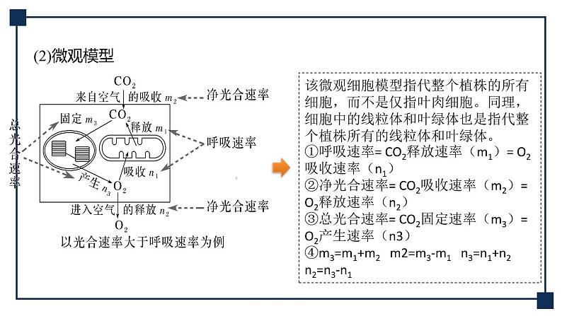 微专题02 光合作用与细胞呼吸三率的分析与测定 课件08