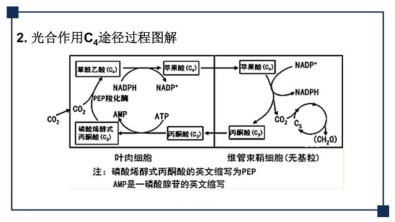 微专题03 C4途径、CAM途径及光呼吸 课件06