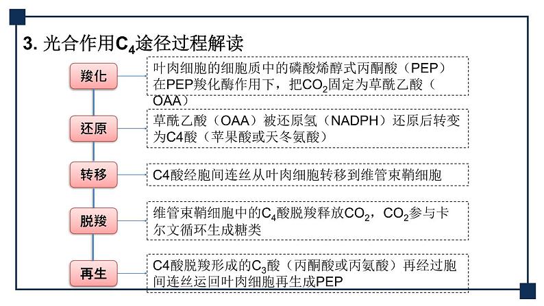 微专题03 C4途径、CAM途径及光呼吸 课件07