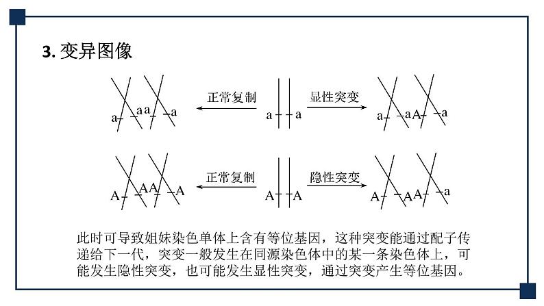 微专题04 细胞分裂与可遗传变异的关系 课件05