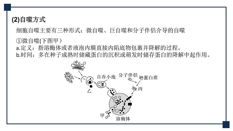 微专题05 细胞自噬与细胞凋亡 课件03