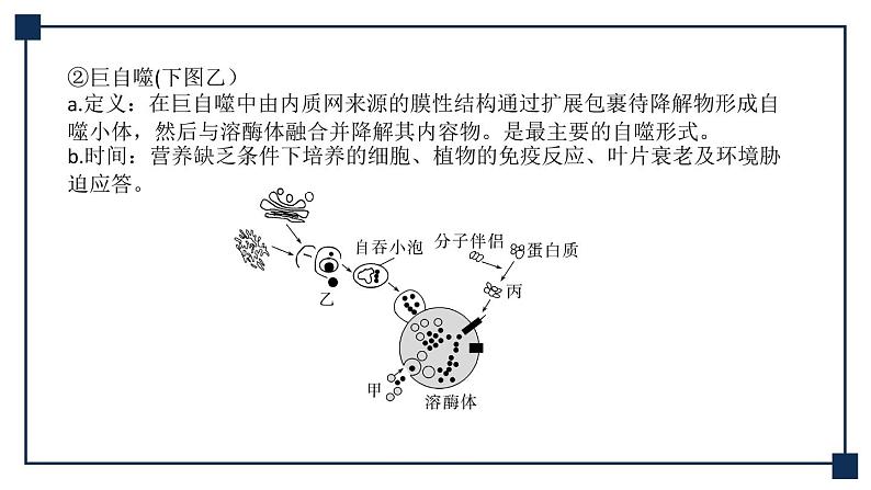 微专题05 细胞自噬与细胞凋亡 课件04