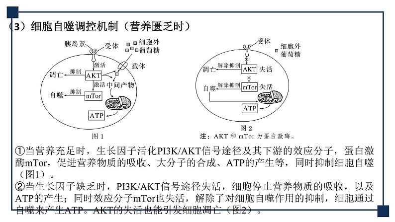 微专题05 细胞自噬与细胞凋亡 课件06