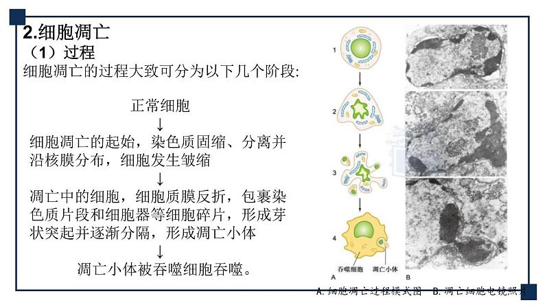 微专题05 细胞自噬与细胞凋亡 课件08