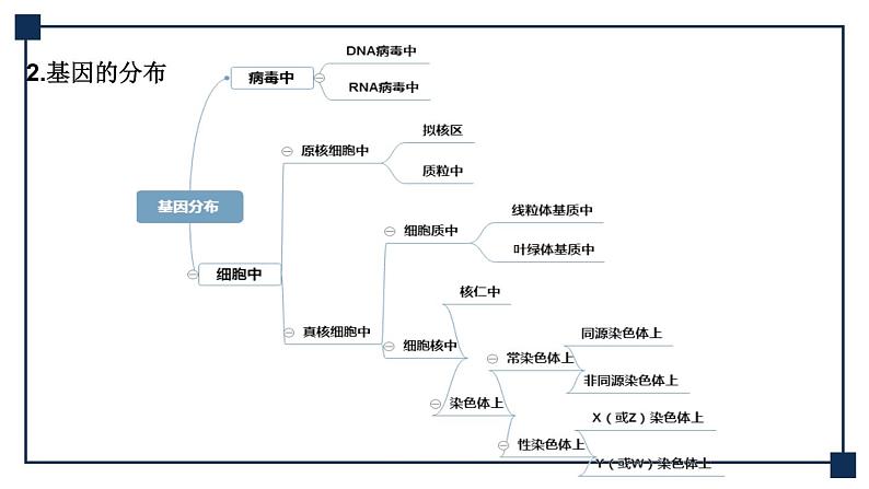 微专题08 一对等位基因在细胞中位置的判定方法 课件05