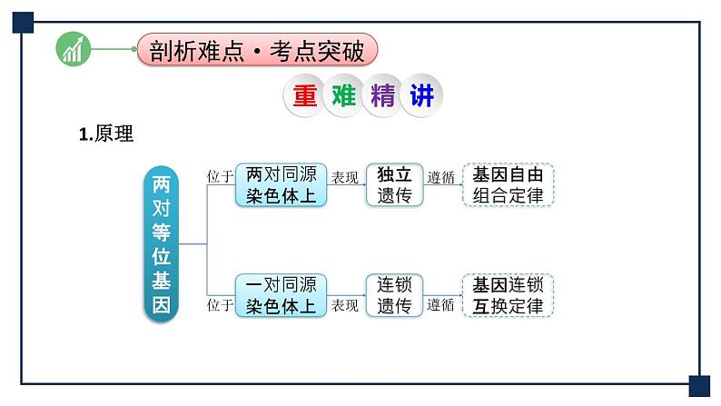 微专题09 两对、多对及外源基因在染色体上位置的判定方法 课件第5页