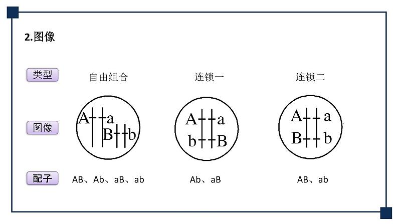 微专题09 两对、多对及外源基因在染色体上位置的判定方法 课件第6页