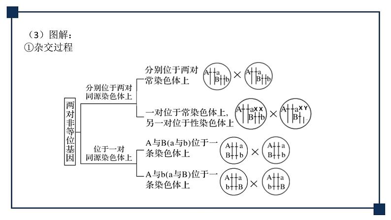 微专题09 两对、多对及外源基因在染色体上位置的判定方法 课件第8页