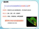 5.2 细胞的能量“货币”ATP-高中生物 课件+练习（人教版2019 必修一）