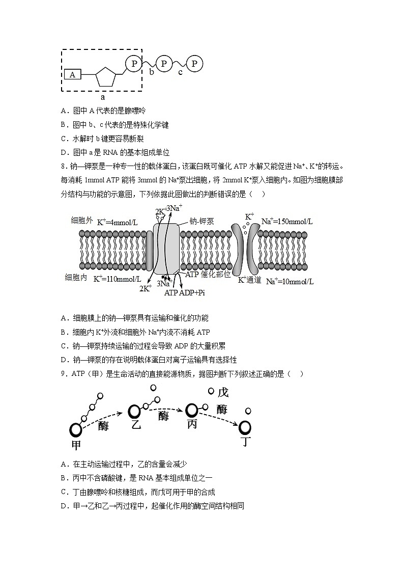 5.2 细胞的能量“货币”ATP-高中生物 课件+练习（人教版2019 必修一）02