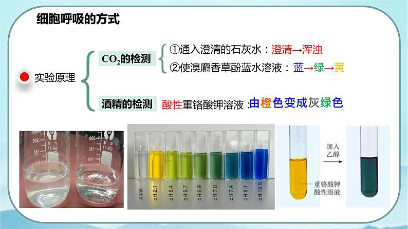 5.3 细胞呼吸的原理和应用（第1课时）-高中生物 课件+练习（人教版2019 必修一）08