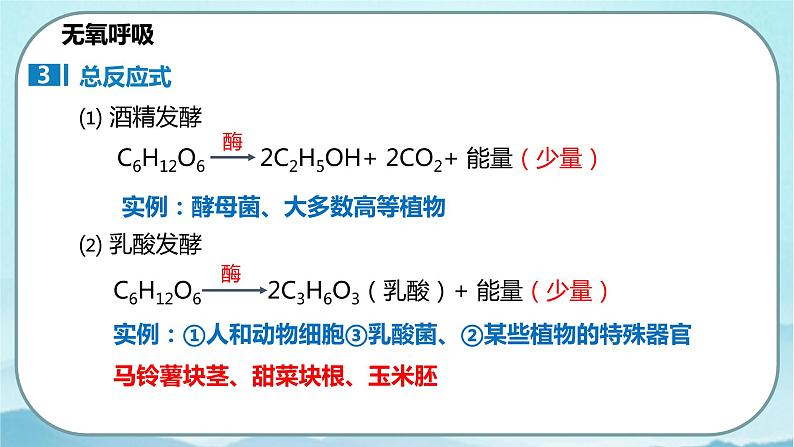 5.3 细胞呼吸的原理和应用（第2课时）-高中生物 课件+练习（人教版2019 必修一）05