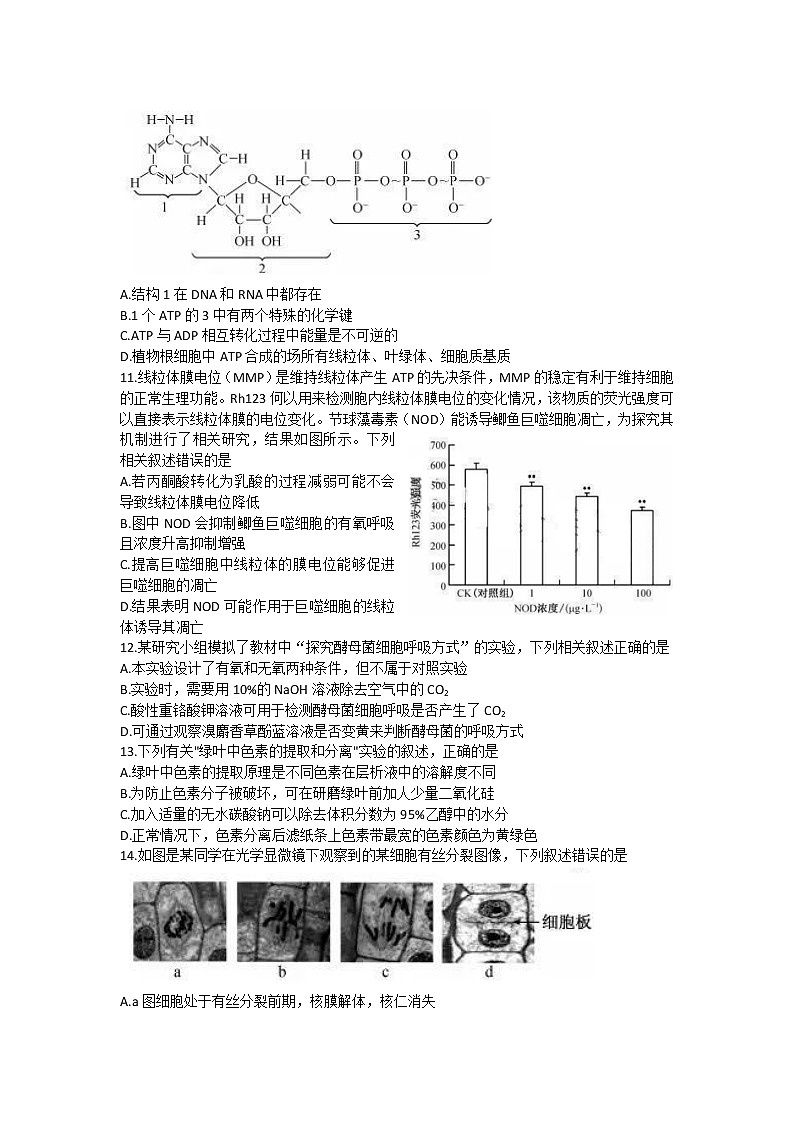 2023宜昌协作体高三上学期期中考试生物试题含解析03