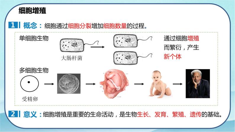 6.1 细胞的增殖（第1课时）-高中生物 课件+练习（人教版2019 必修一）07