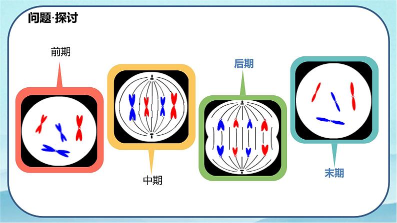 6.1 细胞的增殖（第2课时）-高中生物 课件+练习（人教版2019 必修一）02