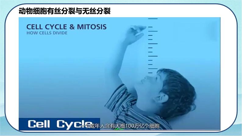 6.1 细胞的增殖（第2课时）-高中生物 课件+练习（人教版2019 必修一）04