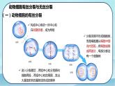 6.1 细胞的增殖（第2课时）-高中生物 课件+练习（人教版2019 必修一）