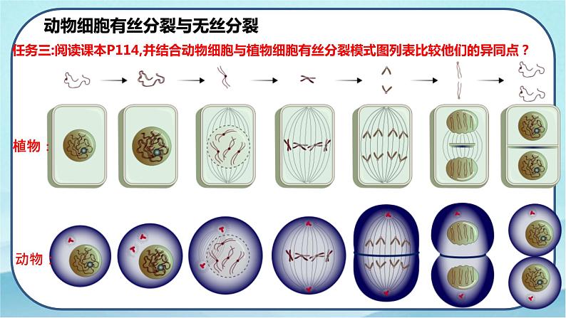 6.1 细胞的增殖（第2课时）-高中生物 课件+练习（人教版2019 必修一）06