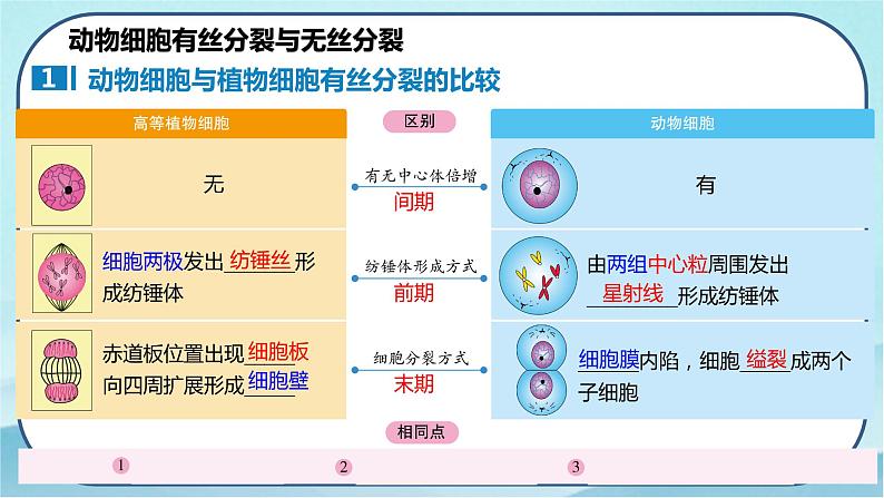 6.1 细胞的增殖（第2课时）-高中生物 课件+练习（人教版2019 必修一）07