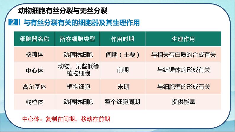 6.1 细胞的增殖（第2课时）-高中生物 课件+练习（人教版2019 必修一）08