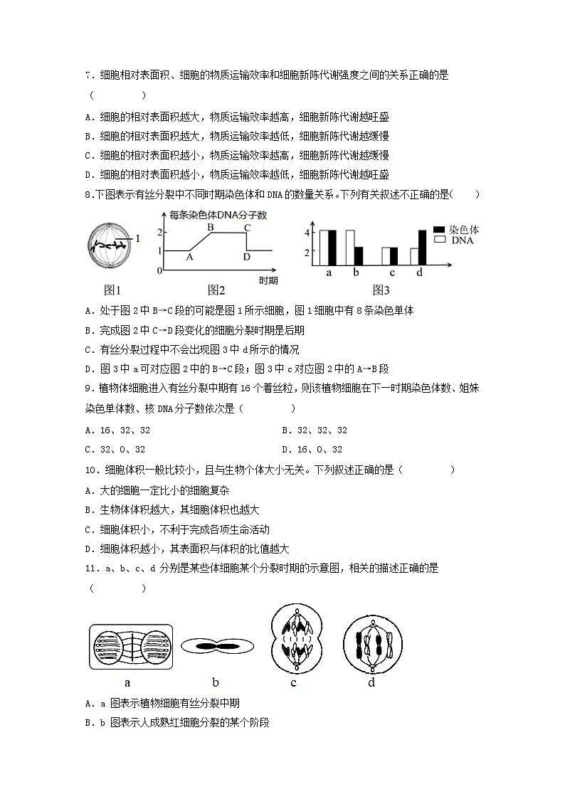 6.1 细胞的增殖（第2课时）-高中生物 课件+练习（人教版2019 必修一）03