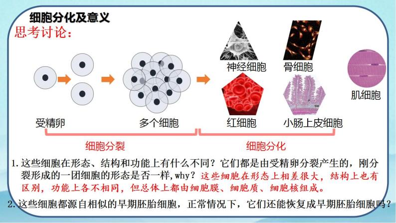 6.2 细胞的分化-高中生物 课件+练习（人教版2019 必修一）06