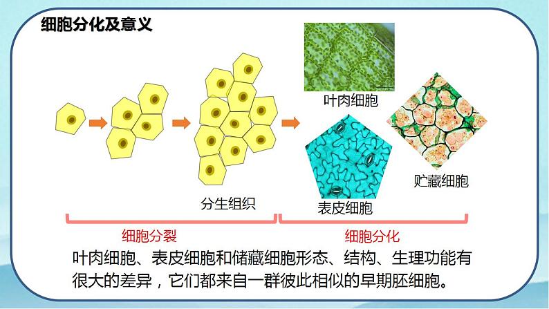 6.2 细胞的分化-高中生物 课件+练习（人教版2019 必修一）07