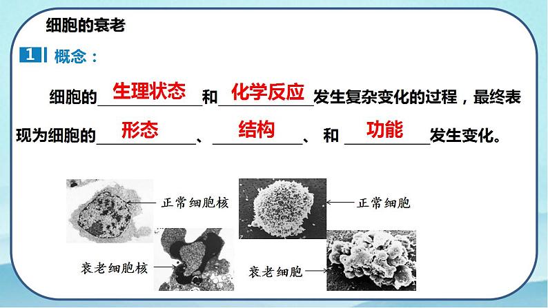 6.3 细胞的衰老和死亡-高中生物 课件+练习（人教版2019 必修一）04