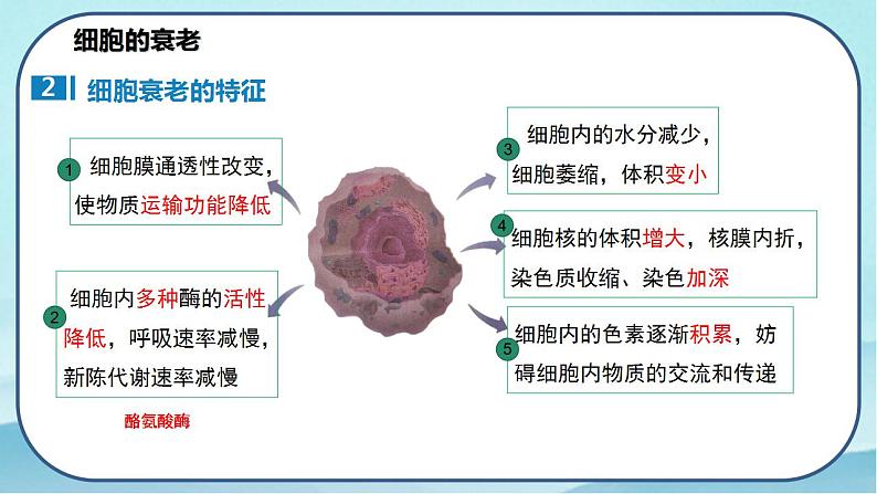 6.3 细胞的衰老和死亡-高中生物 课件+练习（人教版2019 必修一）05