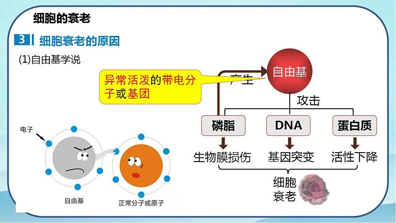 6.3 细胞的衰老和死亡-高中生物 课件+练习（人教版2019 必修一）07