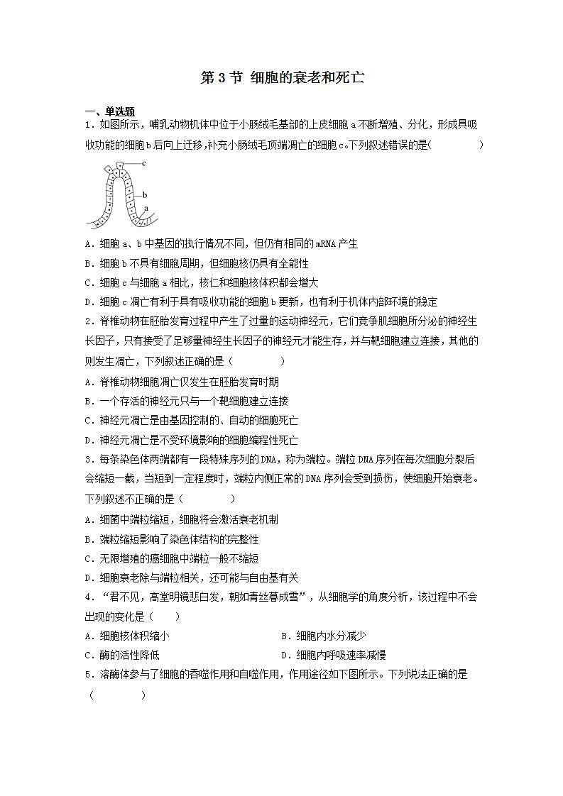 6.3 细胞的衰老和死亡第1页