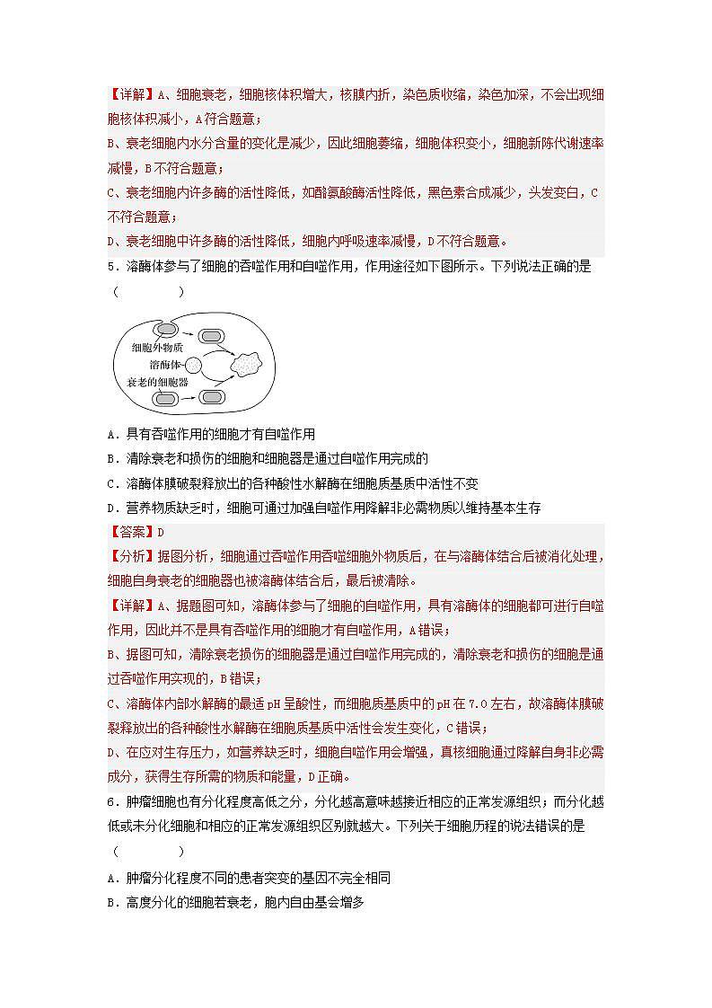 6.3 细胞的衰老和死亡（含答案解析）第3页