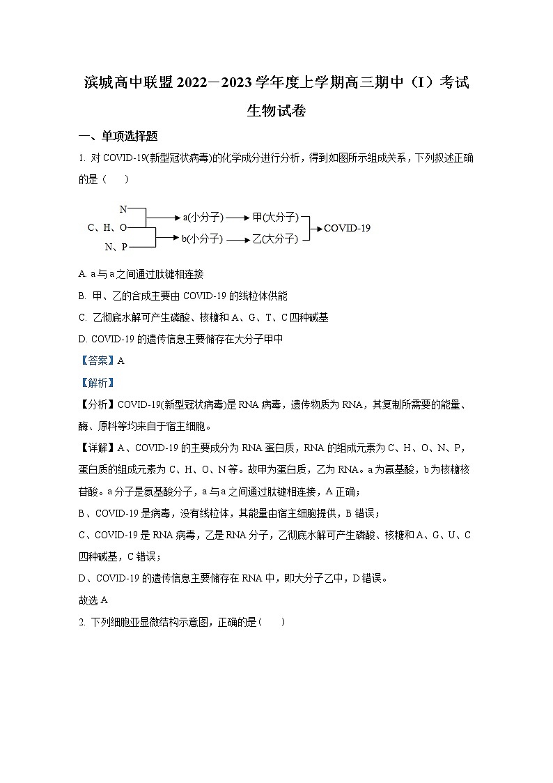 辽宁省大连市滨城高中联盟2022-2023学年高三生物上学期期中试卷（Word版附答案）第1页