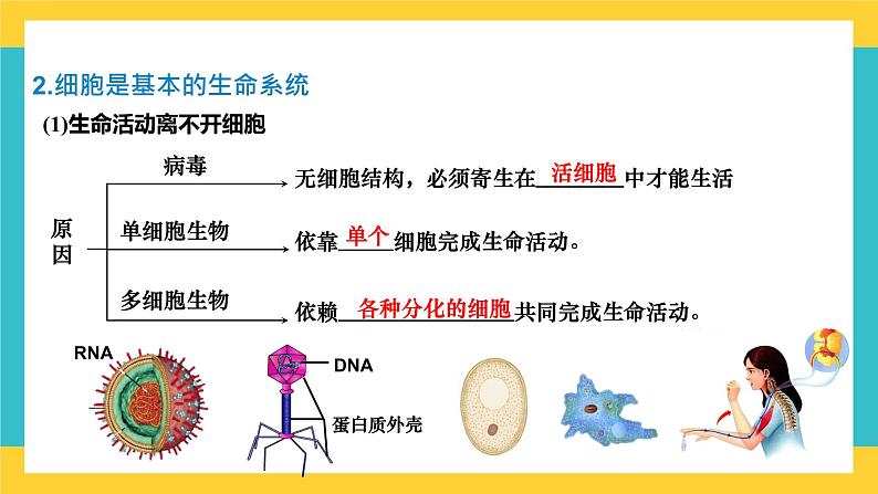 【高考一轮专题复习】高考生物专题复习——第1讲《走近细胞》复习课件（全国通用）05