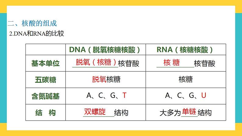 【高考一轮专题复习】高考生物专题复习——第4讲《核酸是遗传信息的携带者》复习课件（全国通用）第5页