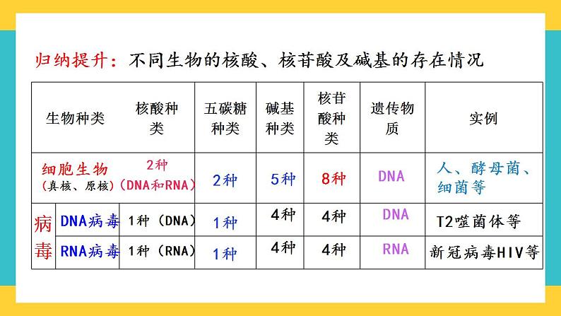 【高考一轮专题复习】高考生物专题复习——第4讲《核酸是遗传信息的携带者》复习课件（全国通用）第6页