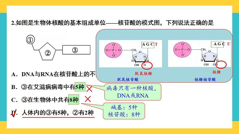 【高考一轮专题复习】高考生物专题复习——第4讲《核酸是遗传信息的携带者》复习课件（全国通用）第8页