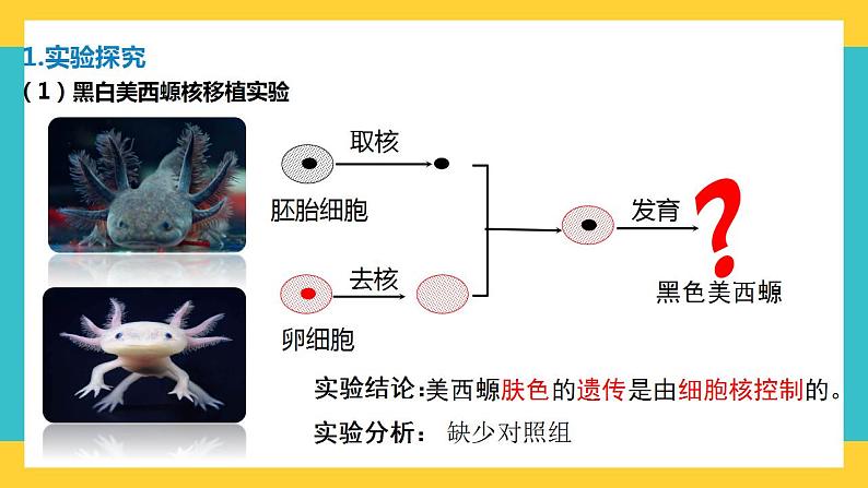 【高考一轮专题复习】高考生物专题复习——第8讲《细胞核的结构和功能》复习课件（全国通用）第4页