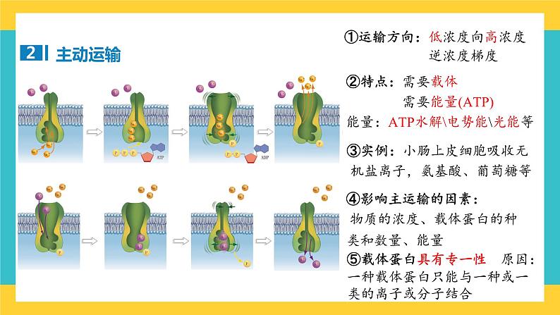 【高考一轮专题复习】高考生物专题复习——第10讲《物质出入细胞的方式》复习课件（全国通用）第7页