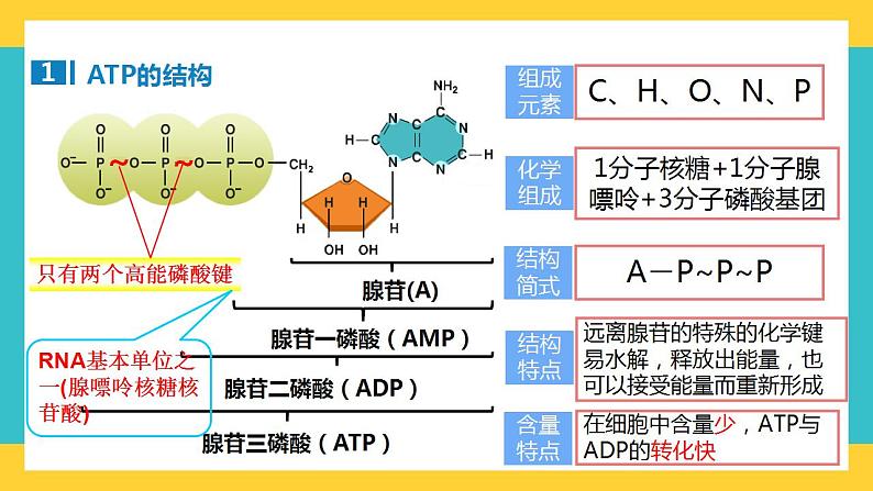 【高考一轮专题复习】高考生物专题复习——第12讲《细胞的能量“货币”ATP》复习课件（全国通用）第3页