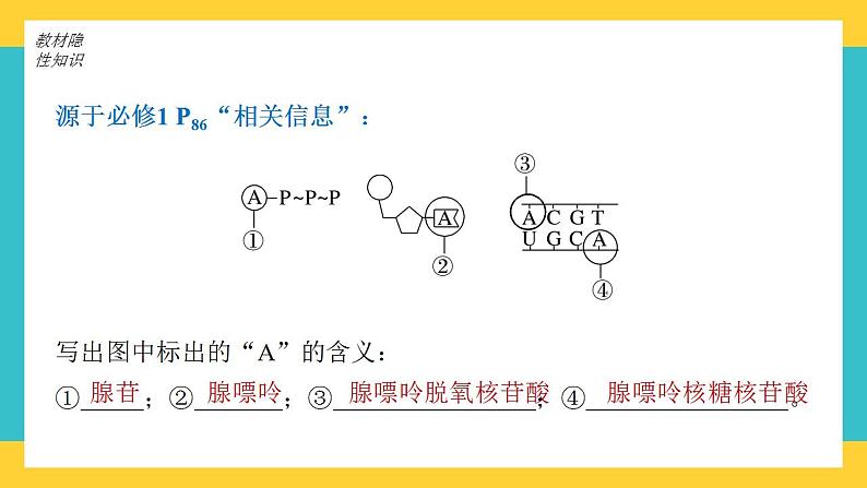 【高考一轮专题复习】高考生物专题复习——第12讲《细胞的能量“货币”ATP》复习课件（全国通用）第4页