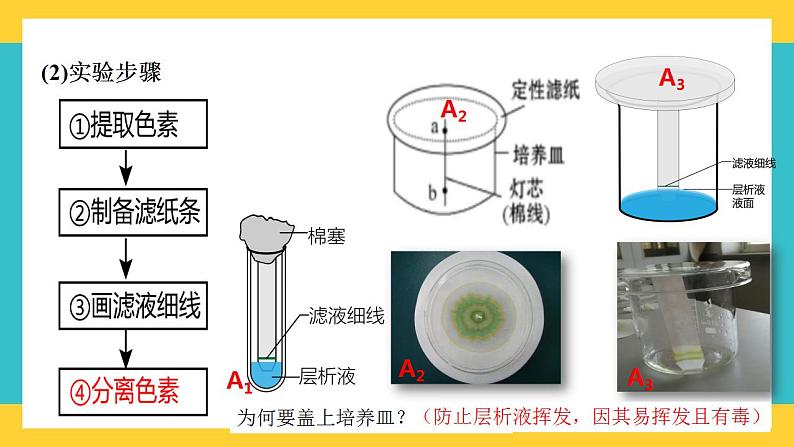 【高考一轮专题复习】高考生物专题复习——第14讲《光合作用与能量转化-1》复习课件（全国通用）第8页