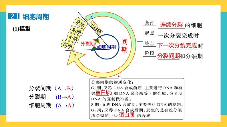 【高考一轮专题复习】高考生物专题复习——第16讲《细胞的增殖1》复习课件（全国通用）05