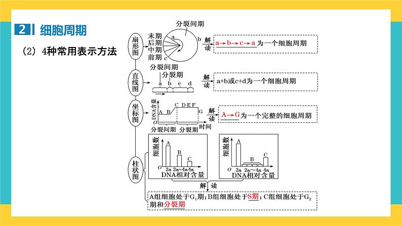 【高考一轮专题复习】高考生物专题复习——第16讲《细胞的增殖1》复习课件（全国通用）06