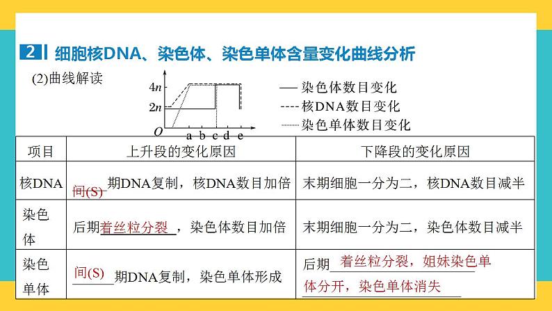 【高考一轮专题复习】高考生物专题复习——第17讲《细胞的增殖2》复习课件（全国通用）第6页