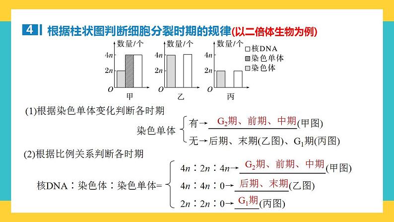 【高考一轮专题复习】高考生物专题复习——第17讲《细胞的增殖2》复习课件（全国通用）第8页