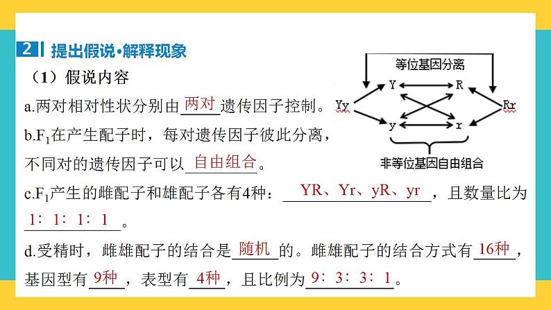 【高考一轮专题复习】高考生物专题复习——第21讲《自由组合定律的发现及应用》复习课件（全国通用）05