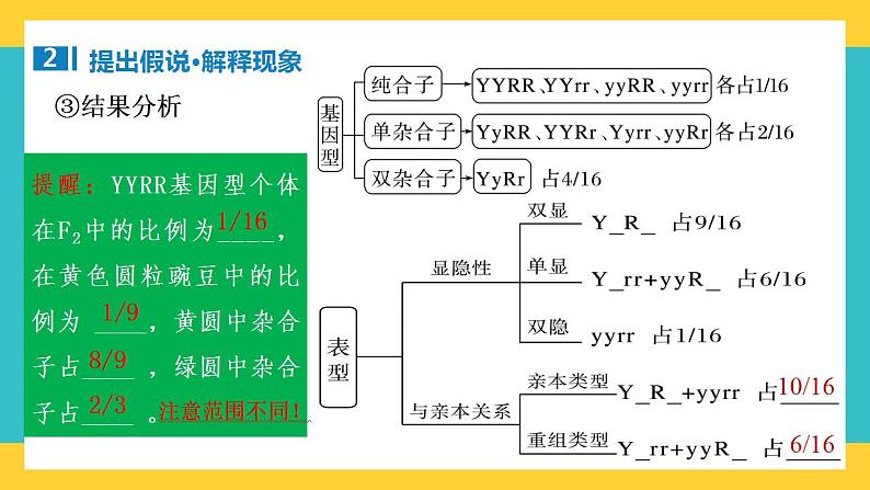 【高考一轮专题复习】高考生物专题复习——第21讲《自由组合定律的发现及应用》复习课件（全国通用）07